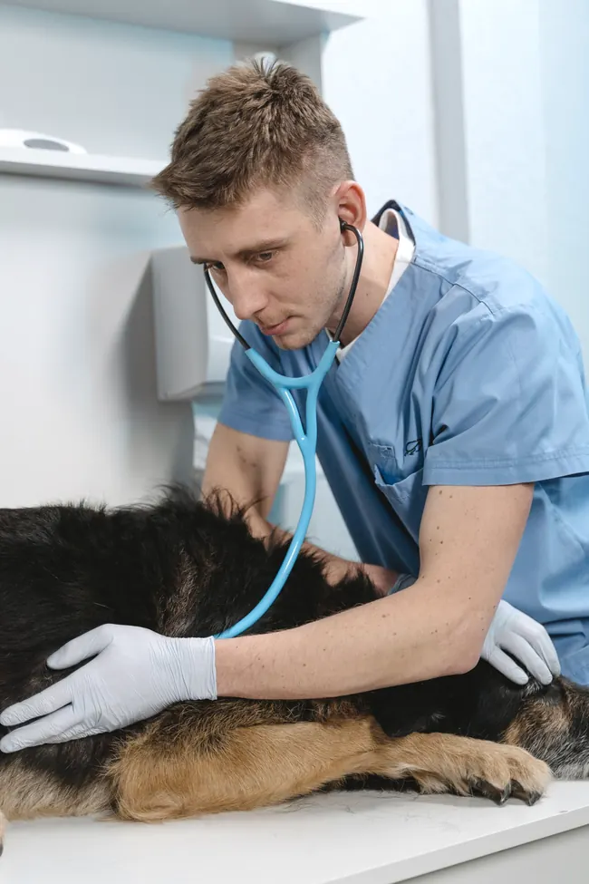 A veterinarian with a stethoscope examines a German Shepherd on the table.